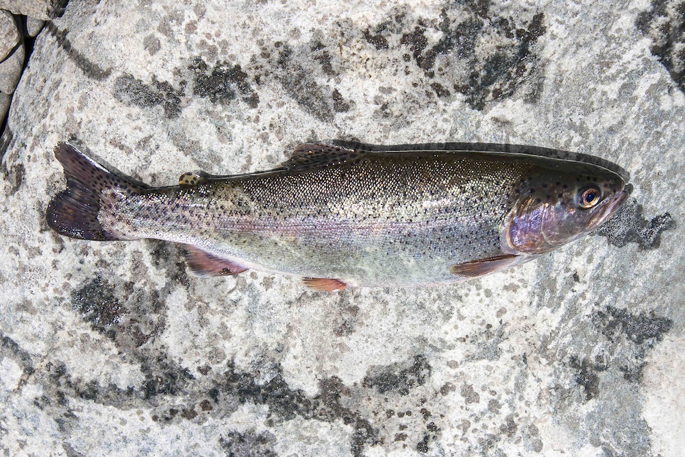 Fischkonsum Fischbedarf Österreich Land schafft Leben Hannes Royer